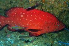 Cephalopholis sonnerati