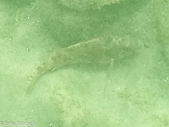 Sparisoma chrysopterum