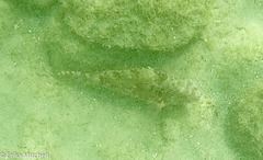 Sparisoma chrysopterum