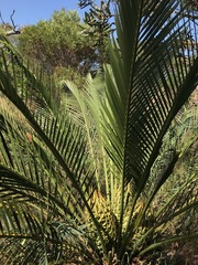 Macrozamia