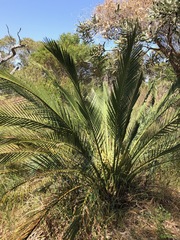 Macrozamia