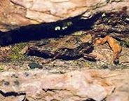 Tettigidea