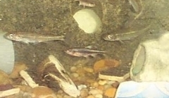 Notropis lutipinnis