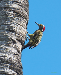 Melanerpes striatus
