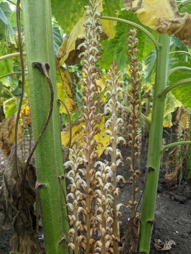 Image of Orobanche cumana by (c) Alexandr Stanislavschi, some rights reserved (CC BY)