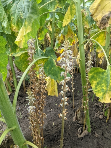 Image of Orobanche cumana by (c) Alexandr Stanislavschi, some rights reserved (CC BY)