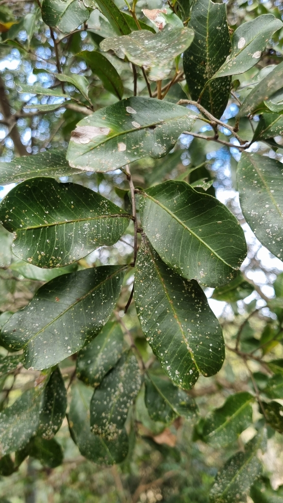 small-leaved tuckeroo from Mount Kilcoy QLD 4515, Australia on July 16 ...