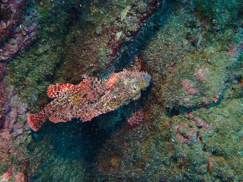 Poss's Scorpionfish