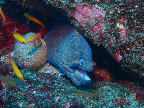 Black cheek moray (Gymnothorax breedeni) — Muraenidae — 5