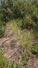 Poa hothamensis