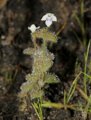 Crepidorhopalon droseroides image