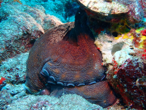 Day octopus