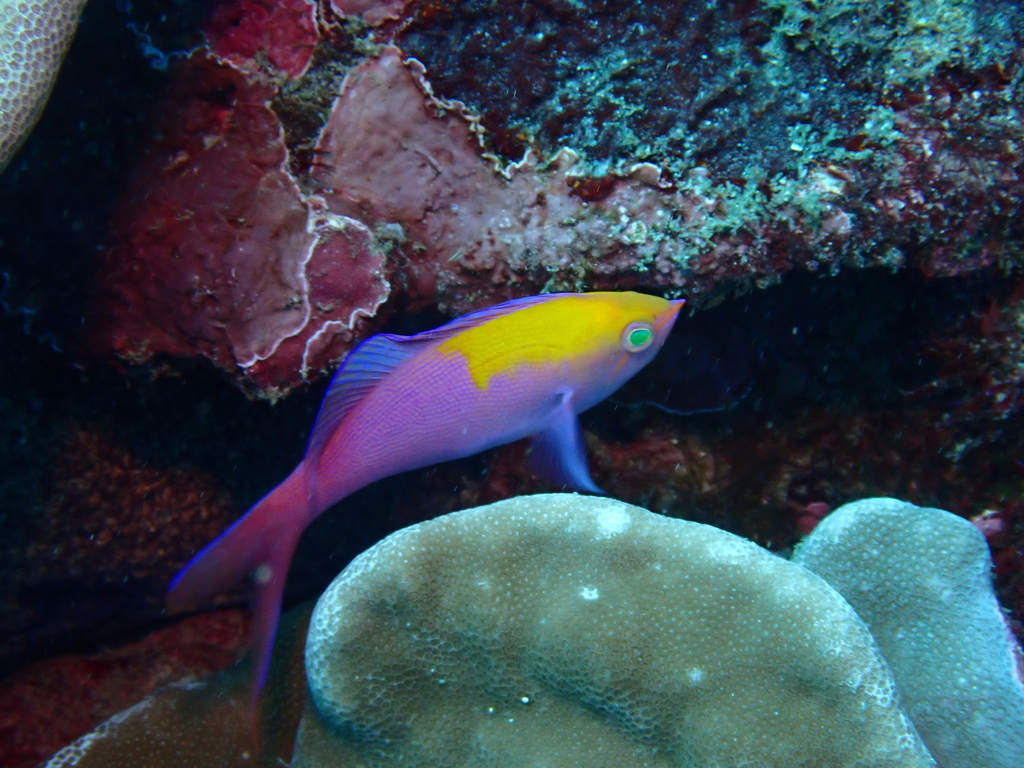 Regal Anthias