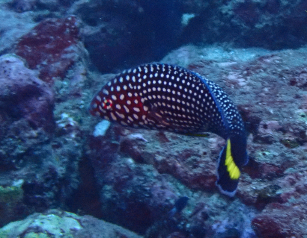 Blacktail Wrasse