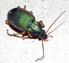 Chlaenius sericeus