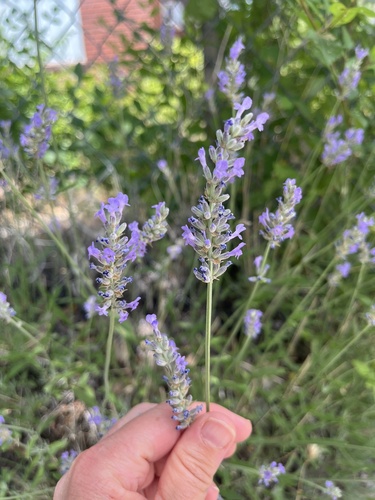 Lavandula ×intermedia iNat (3)