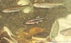 Notropis lutipinnis