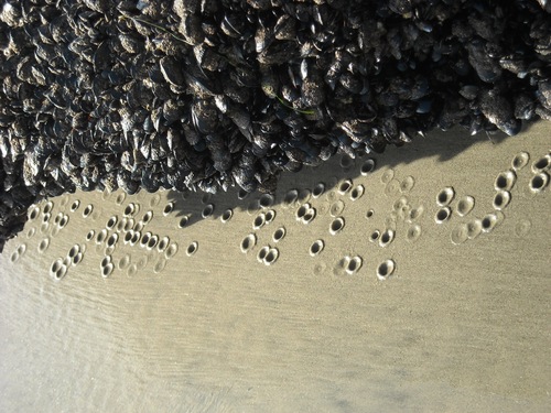 photo of California Mussel (Mytilus californianus)