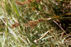 Juncus
