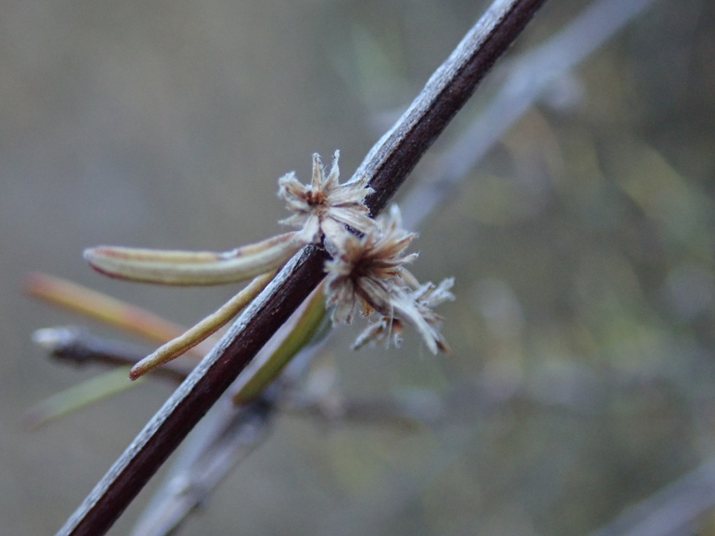 Olearia lineata in July 2023 by Melissa Hutchison. Occasional along ...