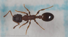 Leptothorax