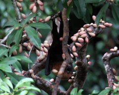 Moluccan Flying Fox photo 2