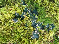 Peltigera malacea