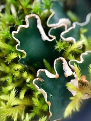 Peltigera malacea