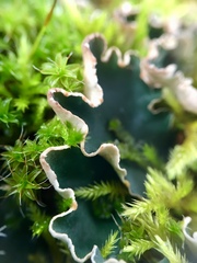 Peltigera malacea