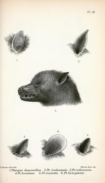 Dusky Flying Fox