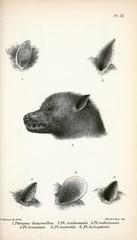 Dusky Flying Fox photo 1