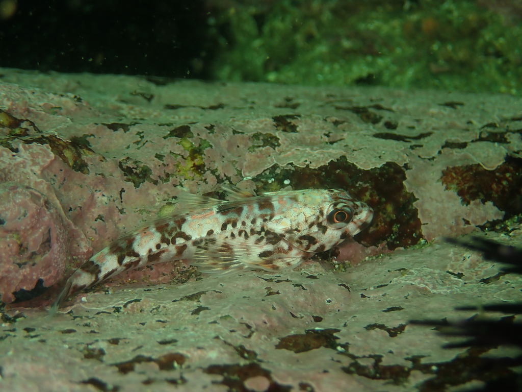 Chilean thornfish (Bovichtus chilensis) — Bovichtidae