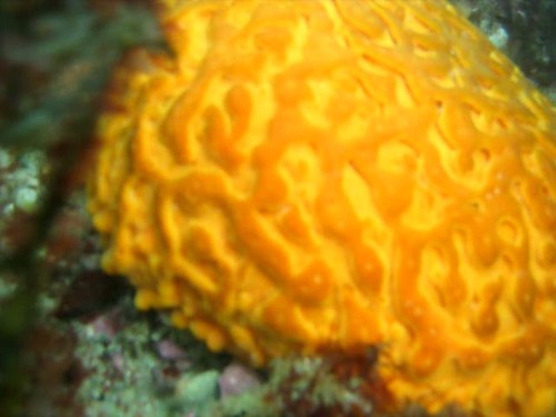 Polymastiidae