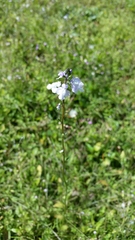 Nuttallanthus canadensis