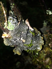 Pseudocyphellaria intricata