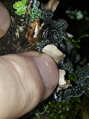 Pseudocyphellaria intricata
