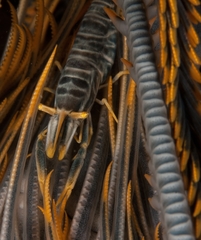 Laomenes amboinensis