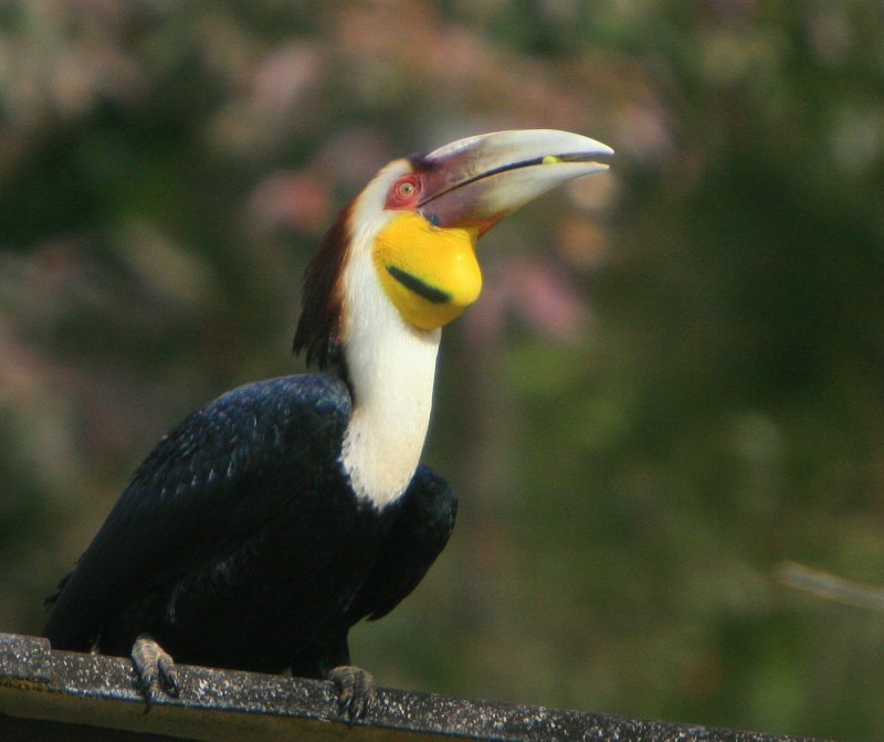 Wreathed Hornbill photo