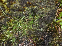 Schoenus maschalinus