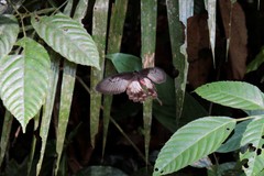 Pachliopta pandiyana