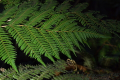 Christopher Stephens, CC BY-SA, iNaturalist via GBIF Alsophila colensoi, photograph Christopher Stephens, CC BY-SA, iNaturalist via GBIF