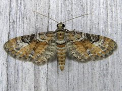 Eupithecia anticaria
