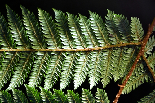 Alsophila colensoi, photograph 5