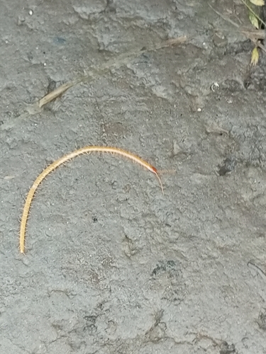 Boreal Yellow-headed Soil Centipede, Иркутская обл., Россия, 664017, photo 6 of 10