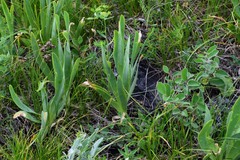 Allium nutans