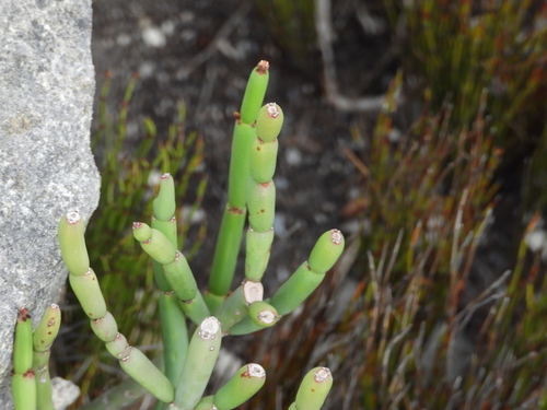 Euphorbia burmanni, photograph 3