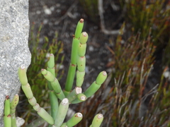 amantedarmanin, CC BY, iNaturalist via GBIF Euphorbia burmanni, photograph amantedarmanin, CC BY, iNaturalist via GBIF