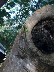 Anolis extremus