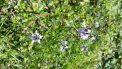 Nuttallanthus canadensis