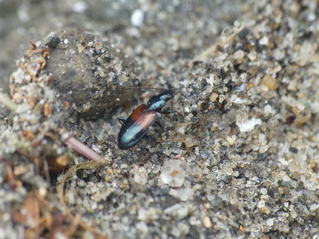 Bembidion varicolor